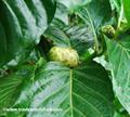 Indian mulberry